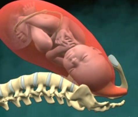 3D Medical Animation: Birth of Baby (Vaginal Childbirth)