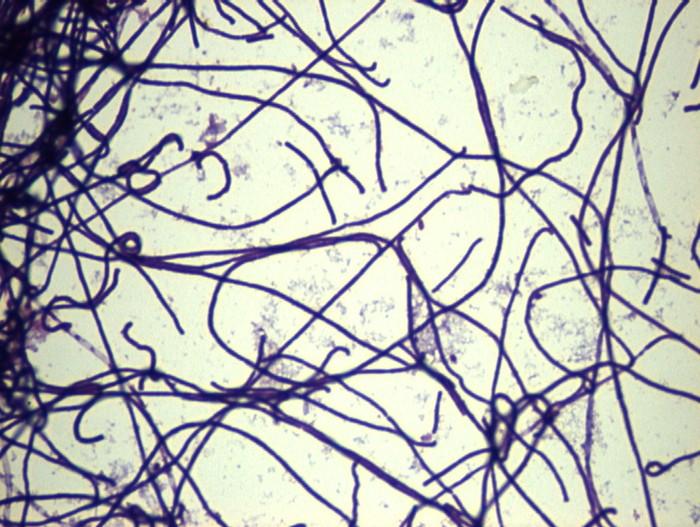 Lactobacillus helveticus