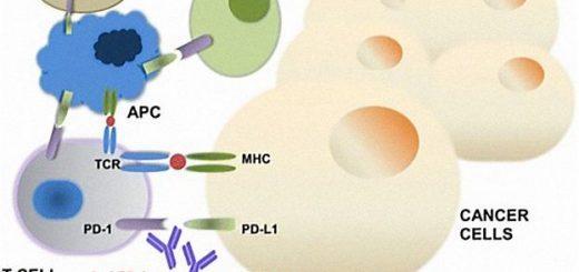 Jun Gong et al / Journal for Immunotherapy of Cancer, 2018