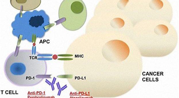 Jun Gong et al / Journal for Immunotherapy of Cancer, 2018