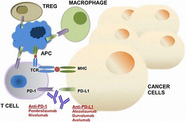 Jun Gong et al / Journal for Immunotherapy of Cancer, 2018