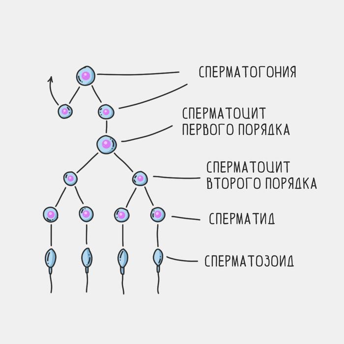 деление сперматазоидов