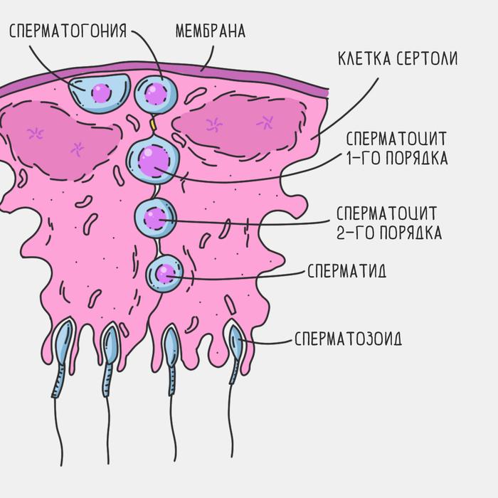 деление сперматазоидов