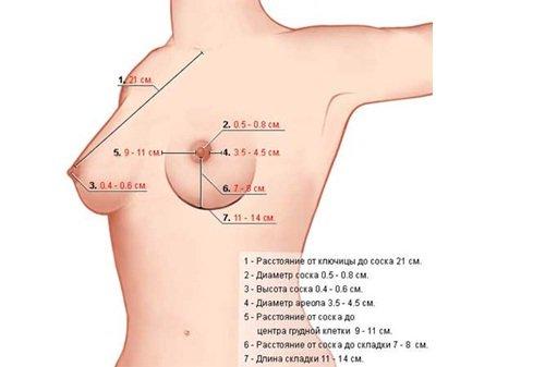 нормы для груди при беременности