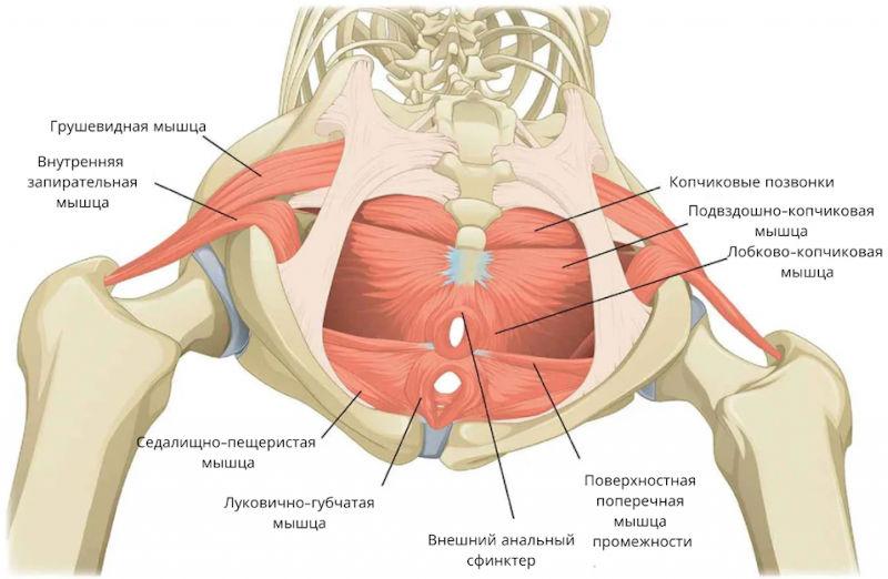 мышцы тазового дна